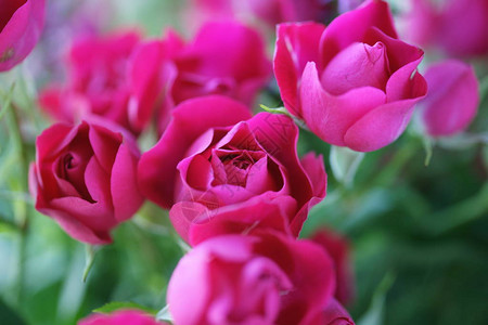 紫红玫瑰盛开图片