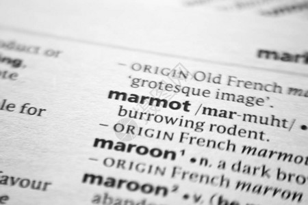 字典中的Marmot背景图片