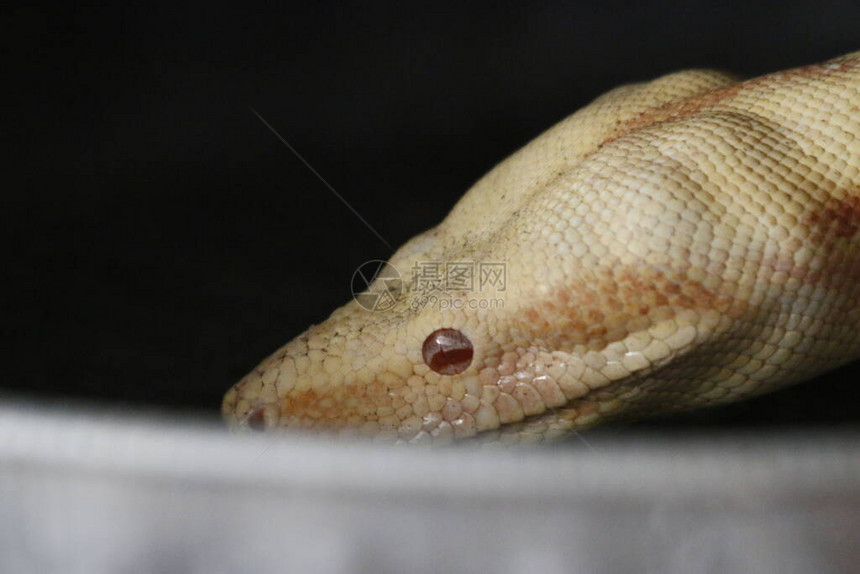 白化蟒蛇蟒蛇2个月大在白色背景图片