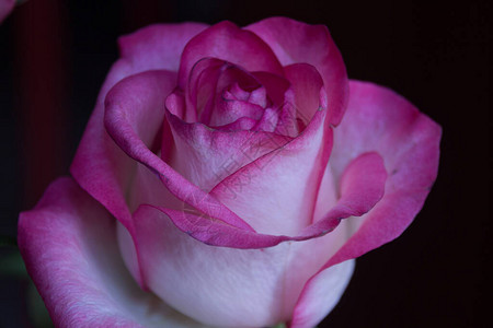 深色背景上的粉红色玫瑰花玫瑰是蔷薇科蔷薇属的多年生木本开花植物图片