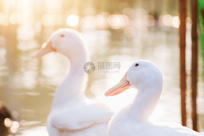 早晨公园池塘附近的美丽的白鸭被近距离包围图片