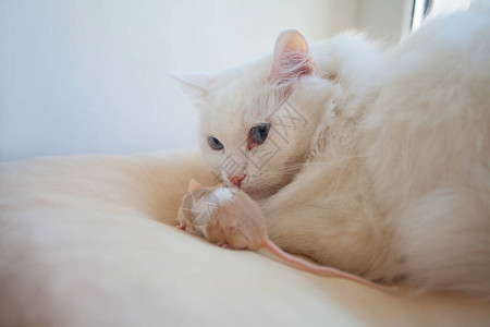 漂亮的白猫头上有一只老鼠图片