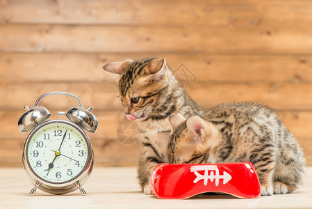 两只小猫在响闹钟旁边喝牛奶图片