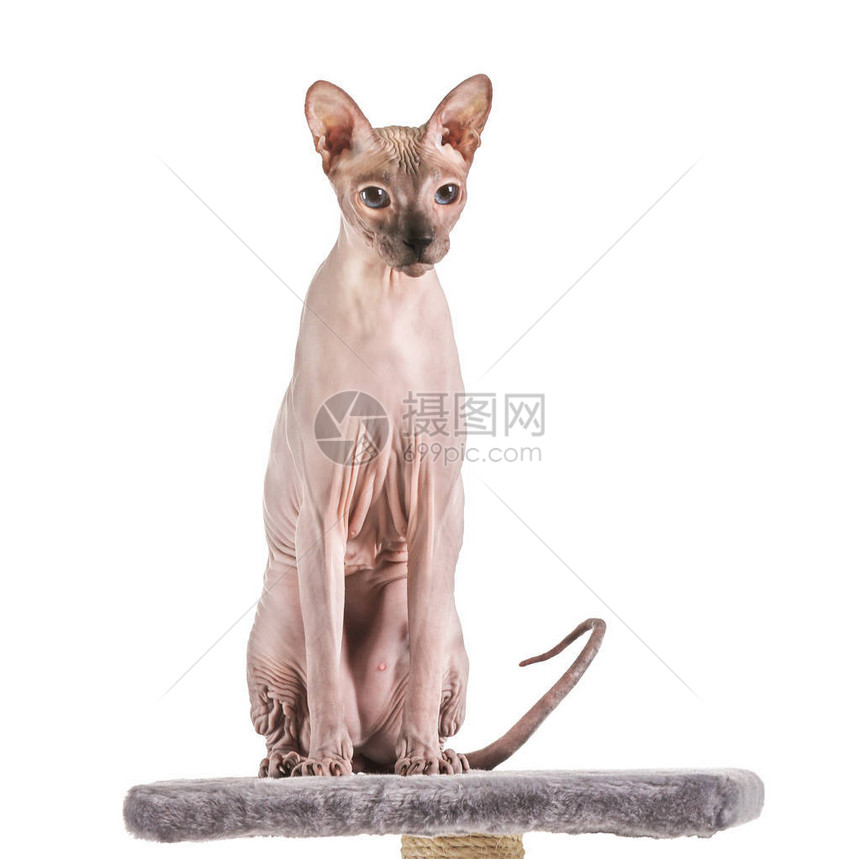 有趣的Sphynx猫在白色背图片