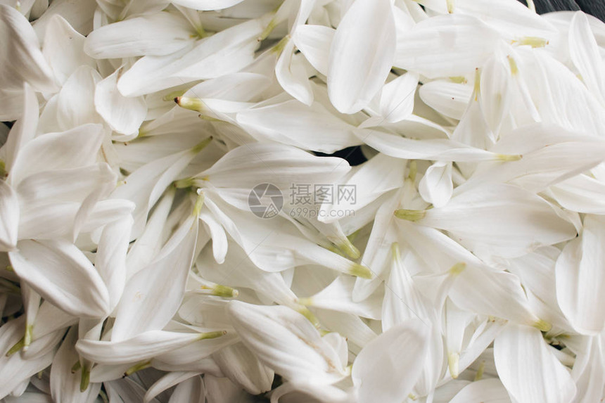 深色背景中嫩白花朵的花瓣图片
