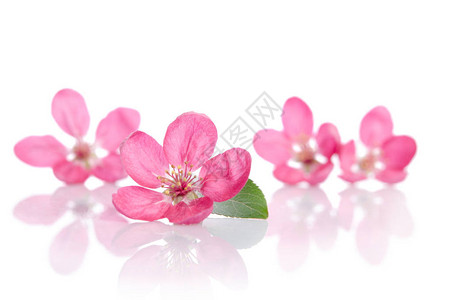 四朵美丽的粉红色花朵图片