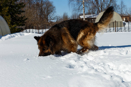 德国牧羊犬在雪地里奔跑图片