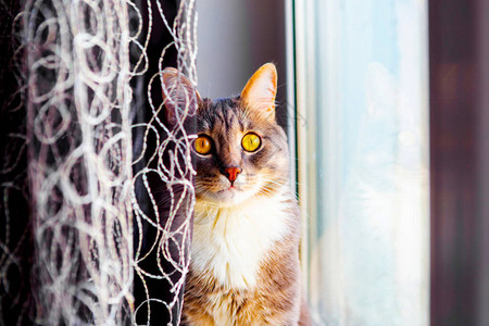 小灰猫坐在窗台上待图片