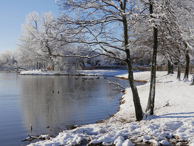 冬天清晨池塘旁的风景宽阔鸭图片