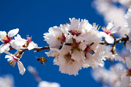 春天美丽的杏仁开花蜜蜂授粉图片