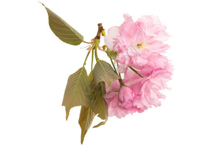 白色背景上的粉色鲜花与枝叶图片