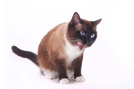 Snowshooe猫坐着舔他的红舌头被图片