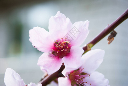 盛开的美丽淡粉樱花图片