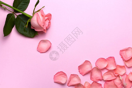 粉红色背景的玫瑰和玫瑰花瓣照片框特写婚礼设计问候图片