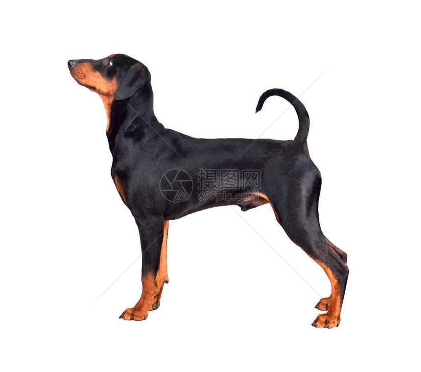 站着的黑棕色德国派舍或DobermanPinscher小狗在白色图片
