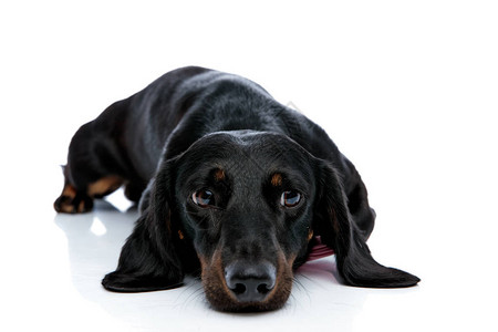 穿着黑色毛皮和粉色领结的Teckel小狗趴在地上在白色工作室背景中图片
