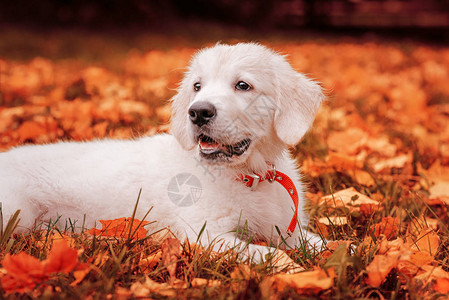 秋叶中的金毛小狗图片