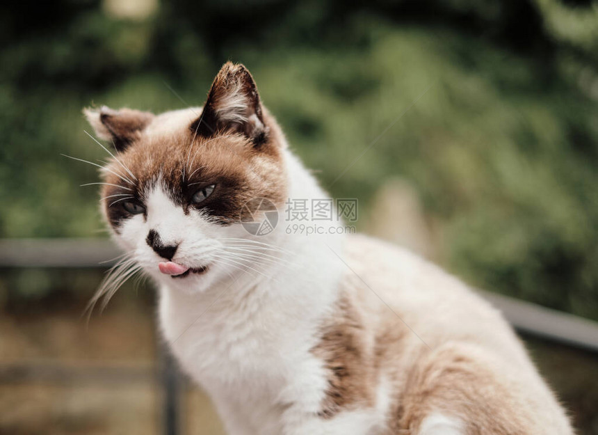 可爱的猫伸出他的舌头的肖像图片