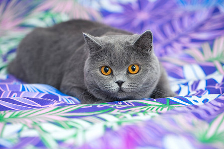 美丽的灰猫的肖像可爱的猫脸有图片