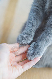 灰猫的爪子和人的手男人与宠物照顾动物的友谊概念极简主义图片