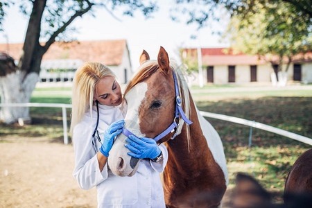 牧场野外的兽医和美丽的马有选图片