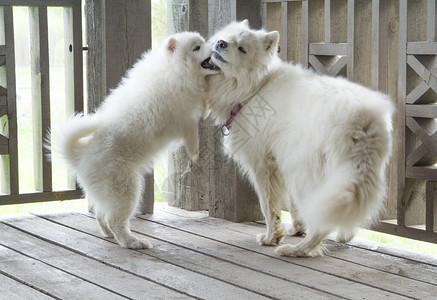 一只萨摩耶犬小狗和它的妈玩耍图片