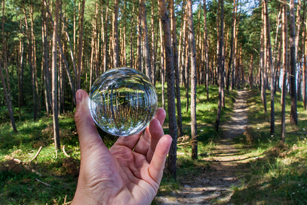 玻璃球和森林手图片