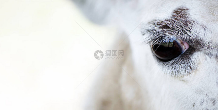 动物眼睛特写骆驼的眼睛悲伤的样子动物特图片