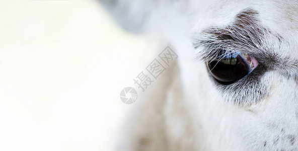 动物眼睛特写骆驼的眼睛悲伤的样子动物特图片