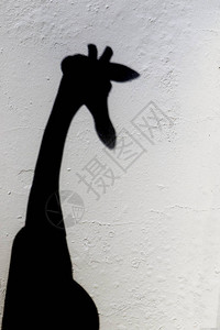 白墙上的长颈鹿剪影图片