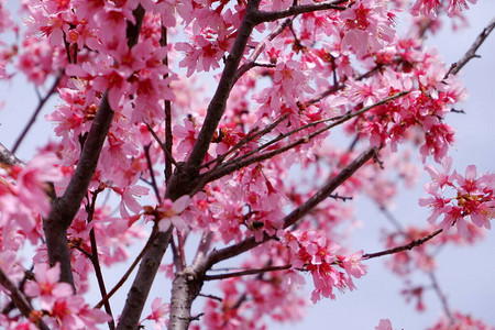 春天粉红色的花朵开放背景图片