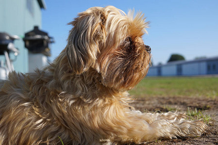 约克夏犬躺在建筑物墙壁旁边若有所思地望着远方西施犬和约克夏图片