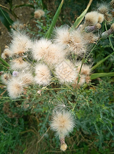 抽象花卉背景与蓬松的光花图片