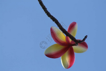 粉色和黄色freangipani或花朵的背影图片