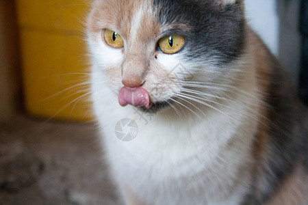 猫咪露出舌头美图片
