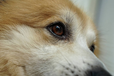 狗的头部和眼睛它的皮毛是棕色和白色的图片