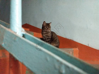 一只单猫坐在楼梯入口处看远处的某个地方背景图片