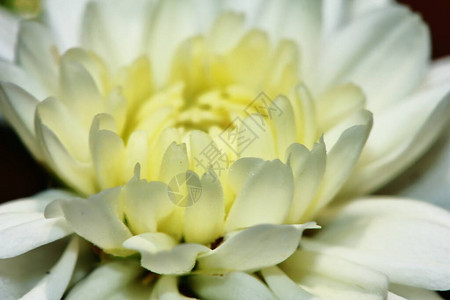 背景宏上的白色非洲菊花背景图片
