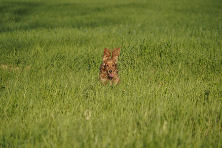 小狗可卡犬在草地上奔跑图片