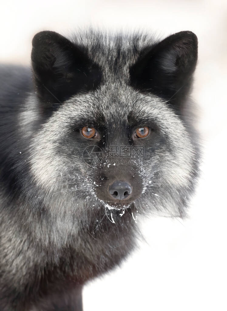 银狐Vulpes图片