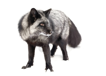 银狐狸Vulpesvulpes是美国蒙大拿山雪中的红狐的背景图片