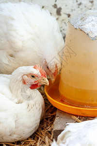 室内养鸡场养鸡饲养家畜在农场经济中成图片