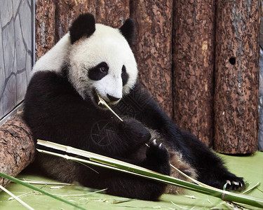 可爱的大熊猫坐在角落的地上吃竹子图片