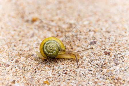 白唇蜗牛在地上爬行图片