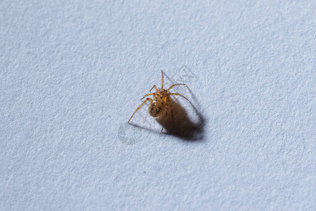 地上有一只棕色的小蜘蛛图片