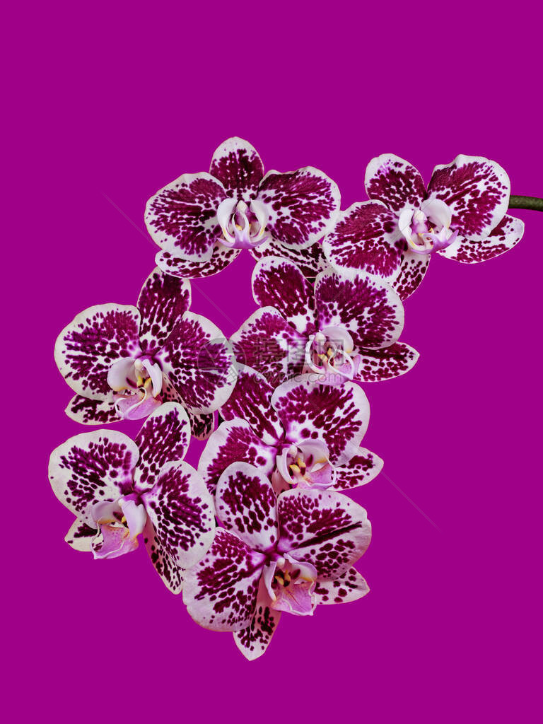 Orchidadeceae兰花与图片