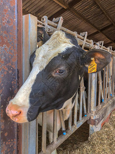 奶牛在一个奶牛场的牛棚里向外看图片