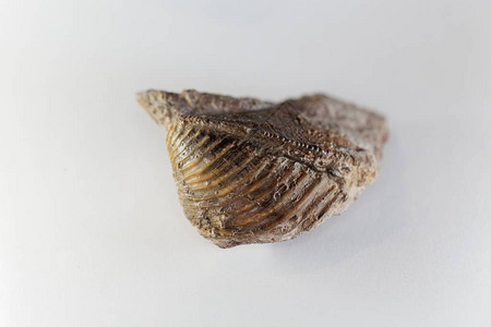 化石海螺Trigoniacostata图片