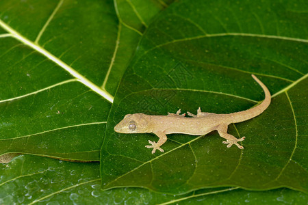 亚洲或普通住宅壁虎Hemidactylusfrenatus位于绿叶上攀爬热带植物壁虎壁虎或月亮蜥蜴背景图片