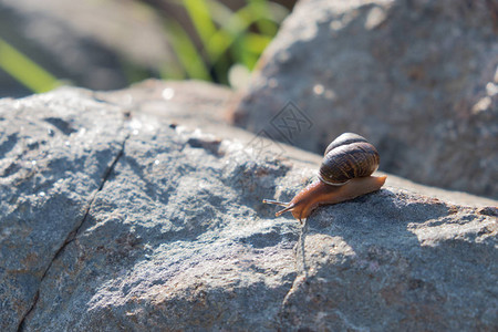 一只蜗牛在石头上爬行棕色贝壳葡萄蜗牛是一种精华图片
